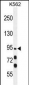 MYO19 Antibody (Center)